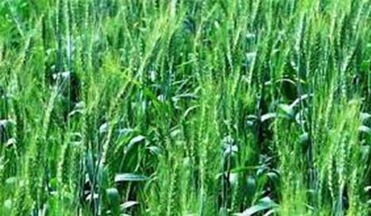 Wheat cultivation target set at 7,275 hectares in Dinajpur