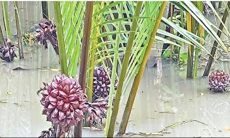 Golpata, golfol offer opportunities in Khulna coastal belt