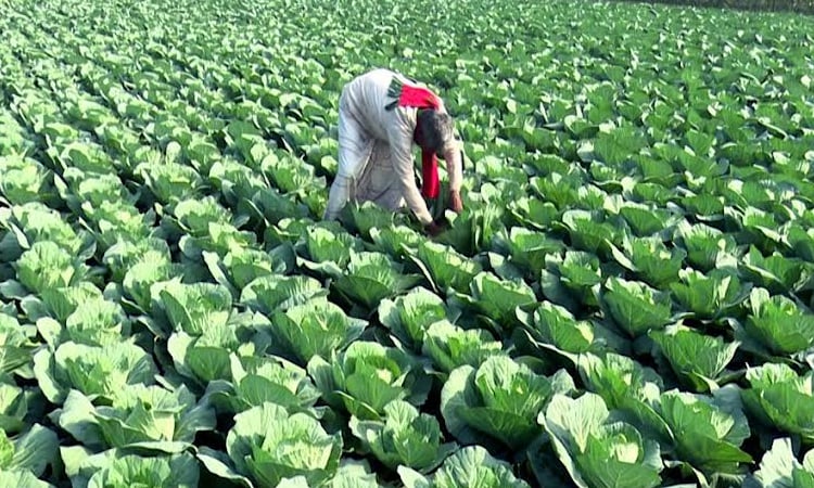 Pesticide-free vegetables change fortunes of char people