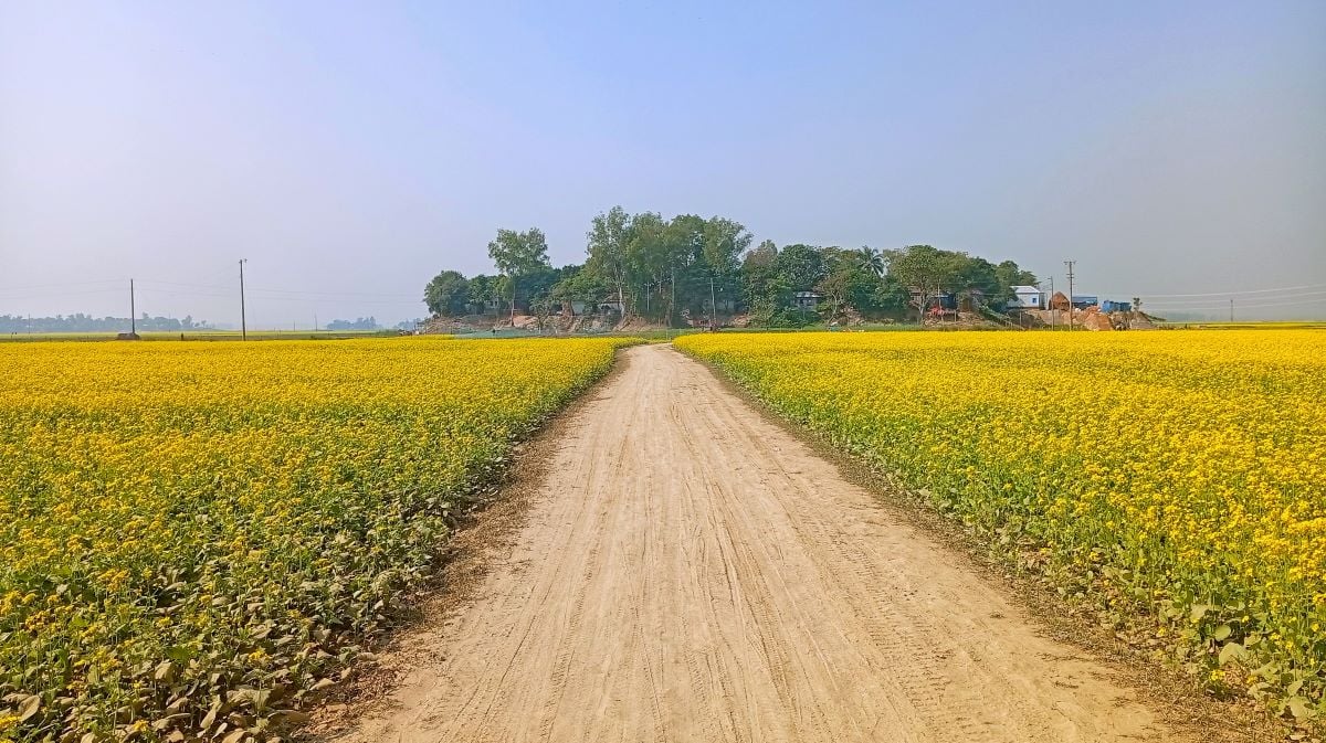 Good yield of mustard cultivation forecasted in Pabna  