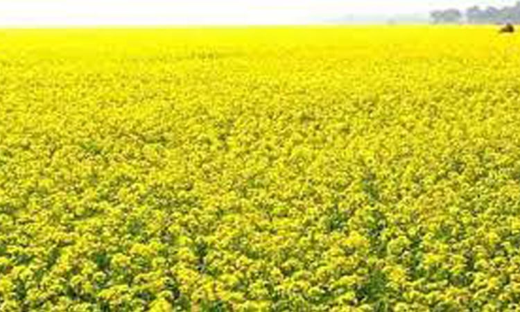 Mustard fields turn yellow in Gaibandha