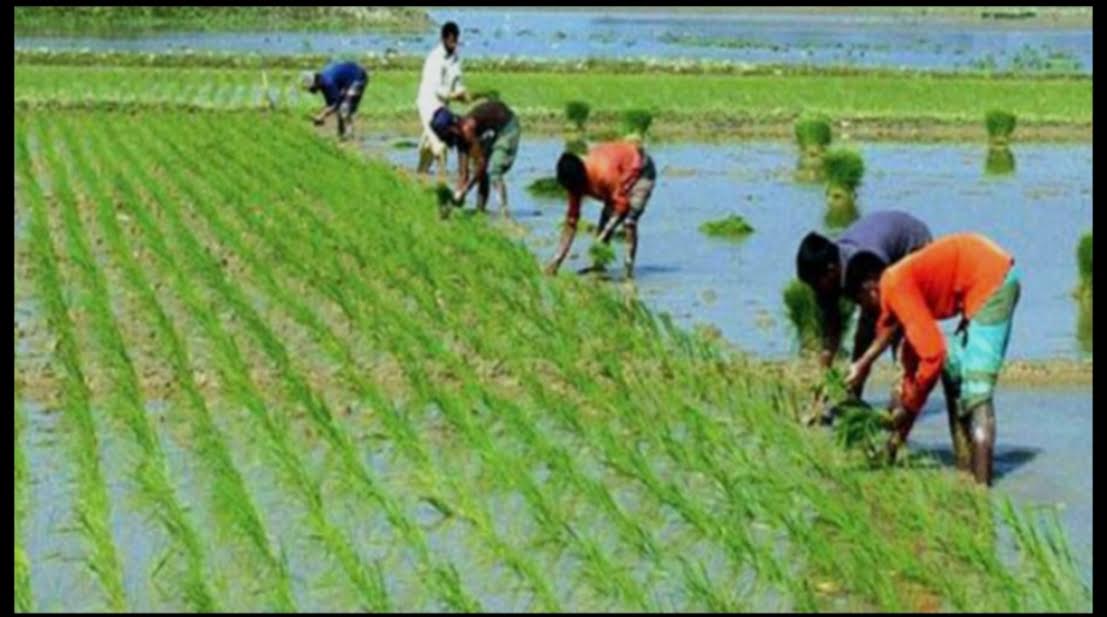 Boro seedbed preparation nears completion in Khulna region