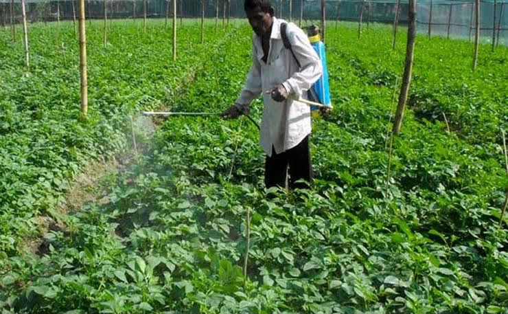 Potato cultivation exceeds target in Rangpur agricultural region