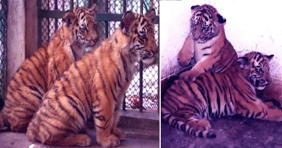Despite cold, two tiger cubs winning hearts of visitors at Rangpur Zoo