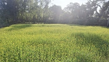 Mustard cultivation exceeds target in Dinajpur, expecting bumper yield 