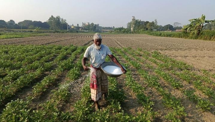 Large-scale potato cultivation underway in Bogura