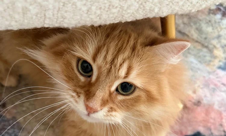 Zaima Rahman shares heartfelt tribute to family cat 'Zebu'