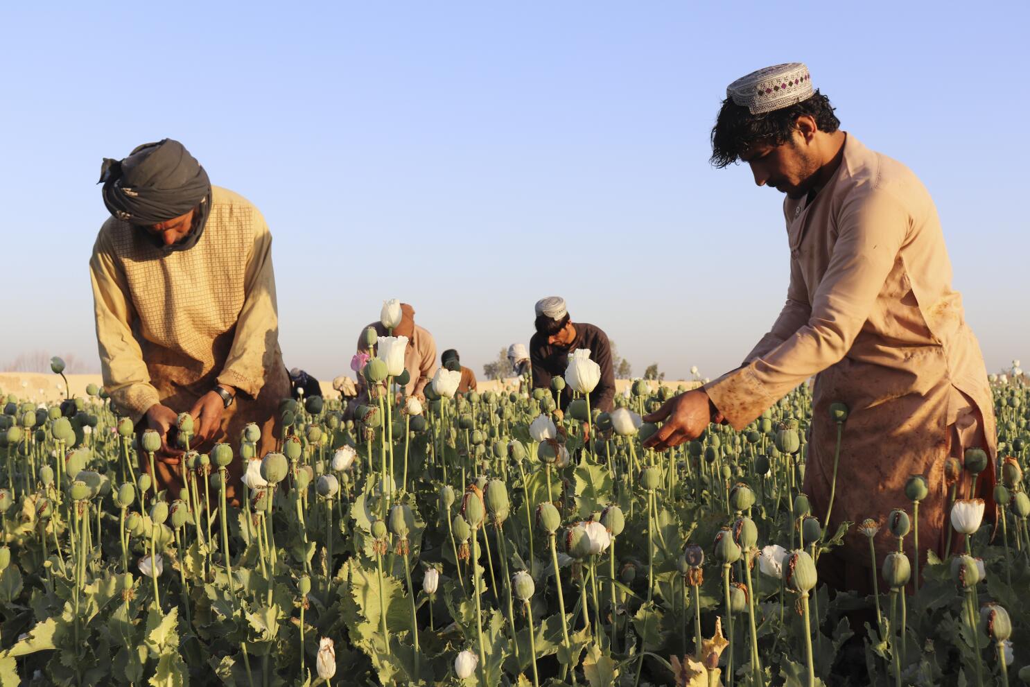 Afghan farmers taking heavy hit from opium poppy ban: UN
