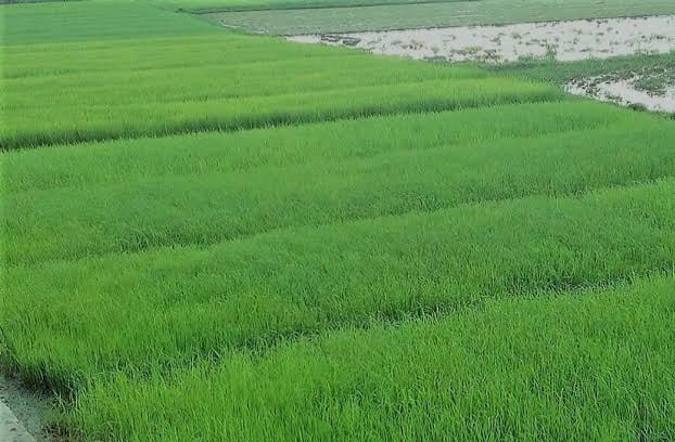 DAE takes measures to protect Boro seedlings from cold injury in Gaibandha