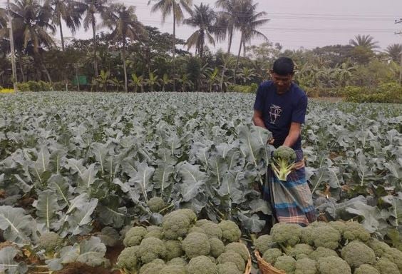 Broccoli cultivation emerges as cash crop in Dumuria