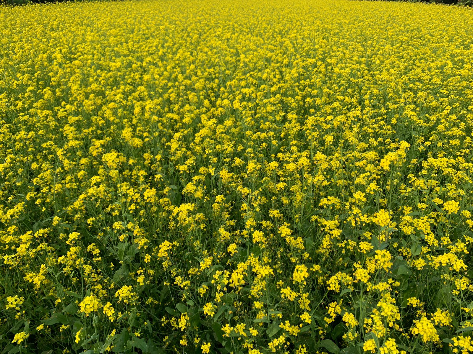Mustard cultivation exceeds target in Meherpur