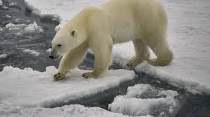 Three hurt in polar bear attack in remote Siberian village