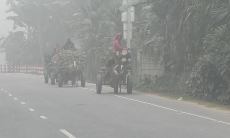 Biting cold disrupts life in Jhenaidah, low-income workers suffer