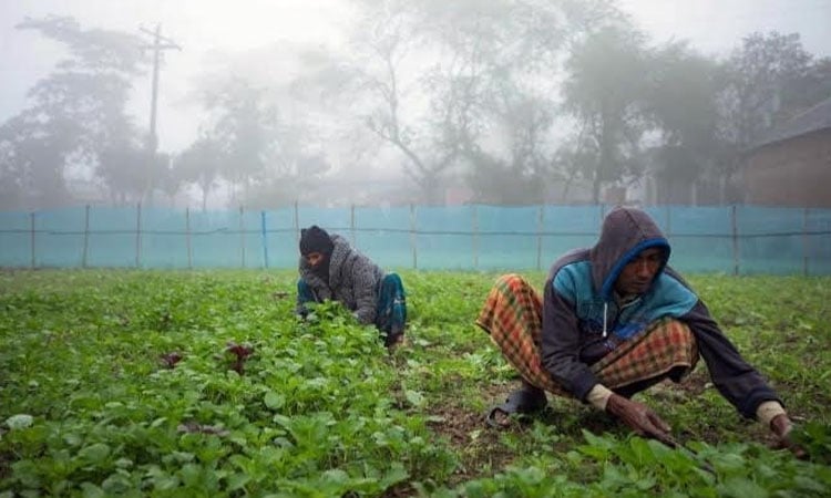 Cold wave disrupts public life in Bhola