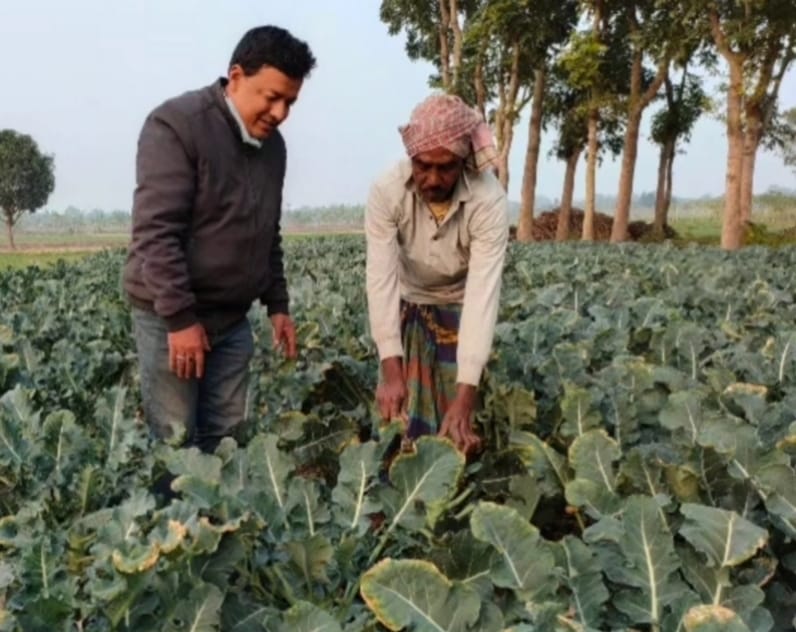 Broccoli brings higher profits to Rajshahi farmers