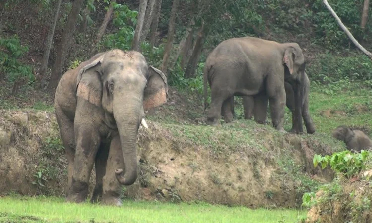 Farmer killed in wild elephant attack in Sherpur