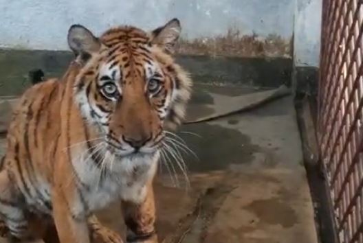 Full recovery of injured tigress may take up to two months: Veterinarians 