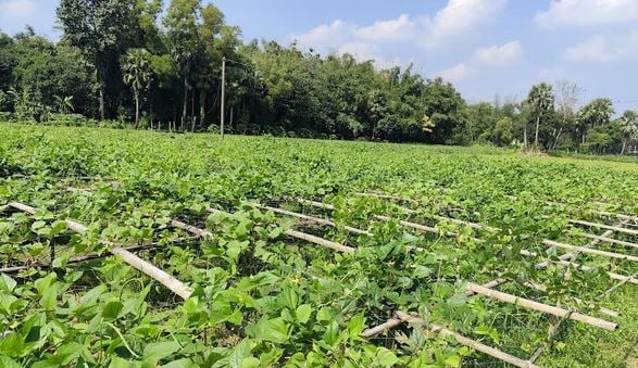 Fallow Lalmai Hills land transformed into thriving fruit garden