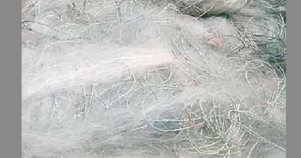 900 metres of illegal nets, fishing rods seized from Halda River