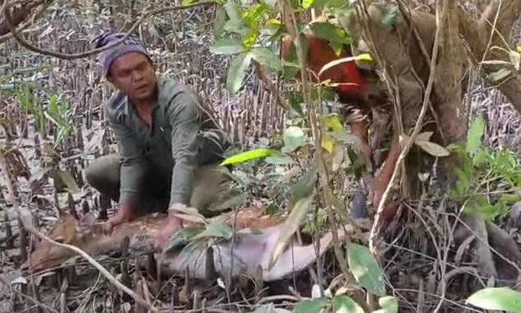 Trapped deer rescued in Sundarbans