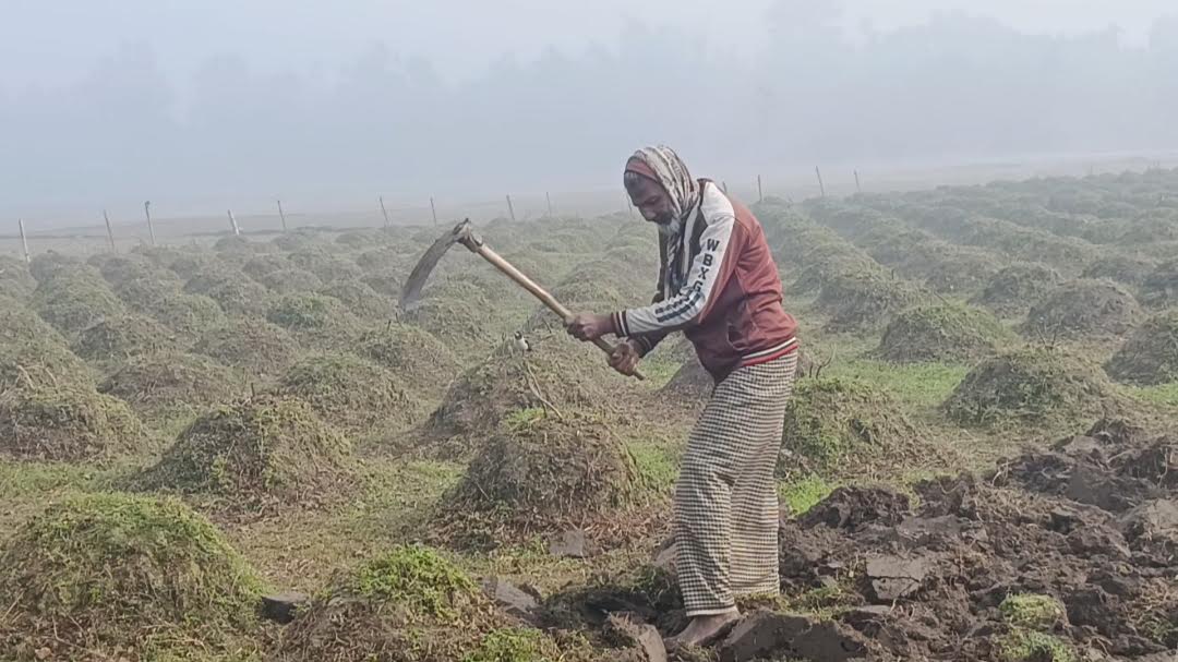 Panchagarh Shivers at Season's lowest 6.8øC