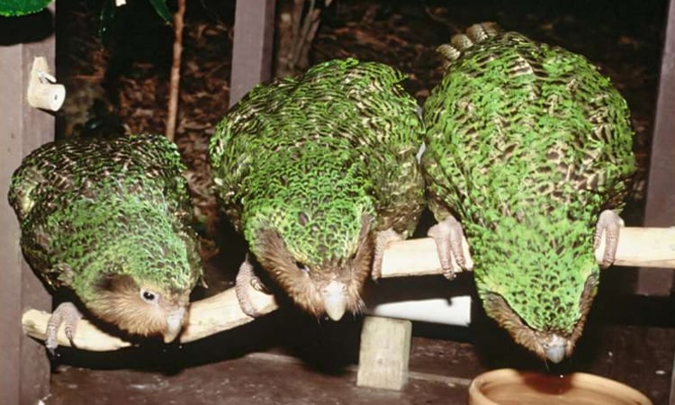 New Zealand's rare flightless parrot begins breeding again