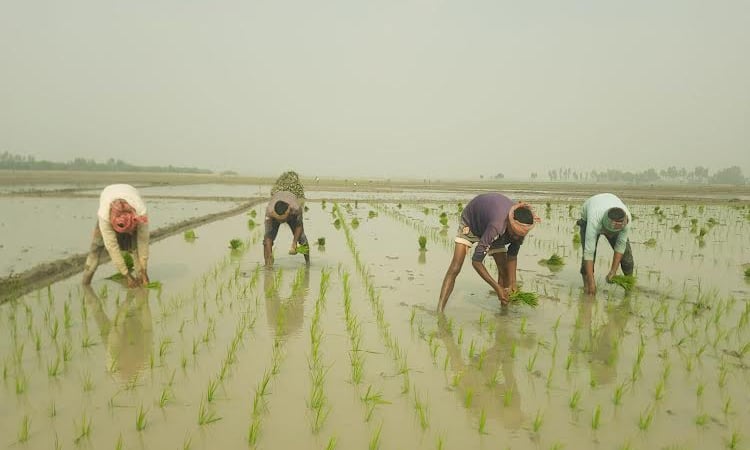 Farmers passing busy time transplanting Boro seedlings in Rajshahi