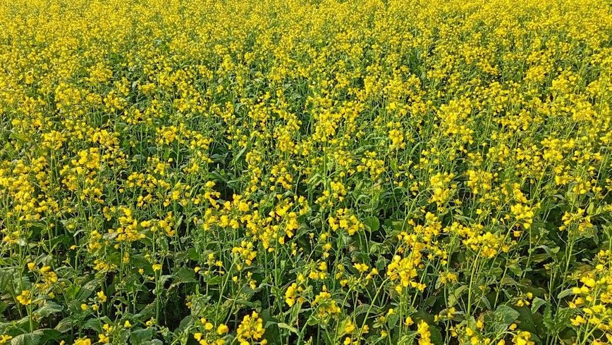 Mustard flower honey grower in Satkhira eye huge economic prospect  
