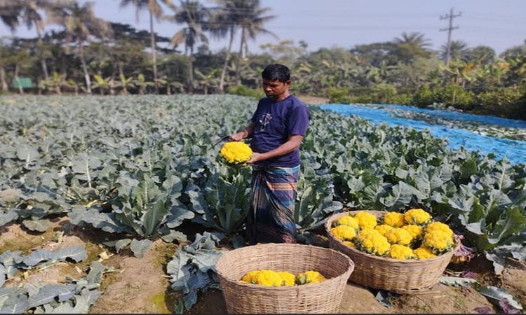 Cultivation of coloured cauliflower brings smiles to farmers in Khulna