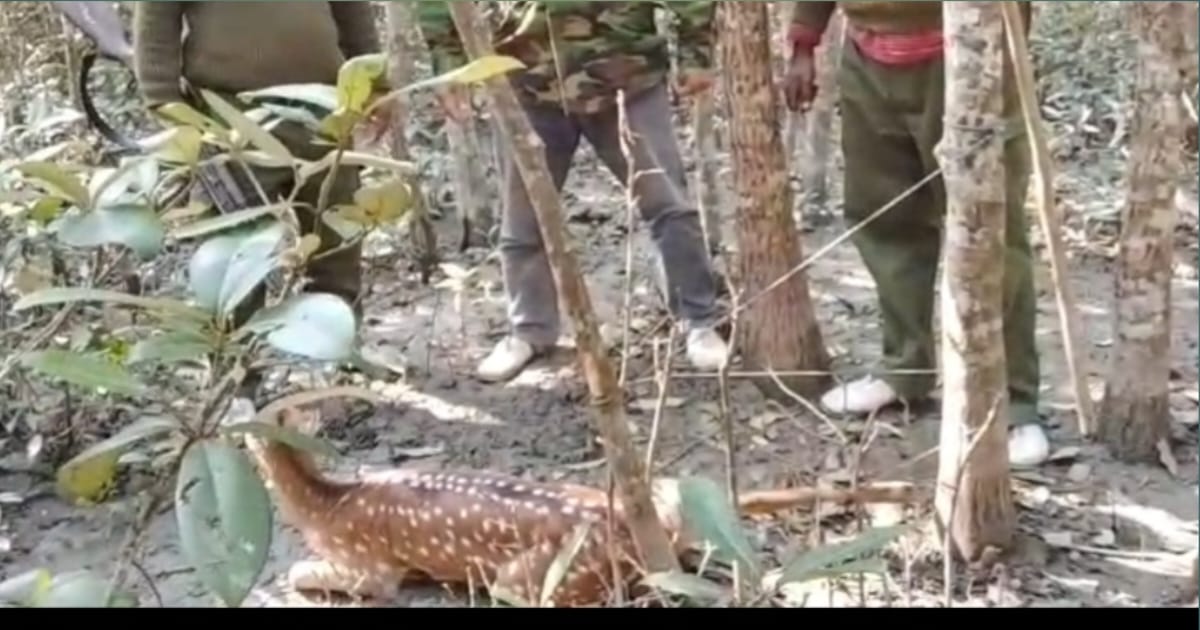 Deer rescued from poachers' trap in Sundarbans