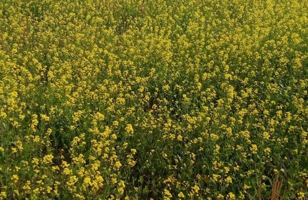 Farmers in Barguna elated as farming lands covered in yellow
