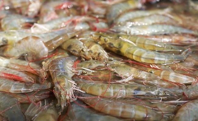 Import of fry in vannamei shrimp farming suspended