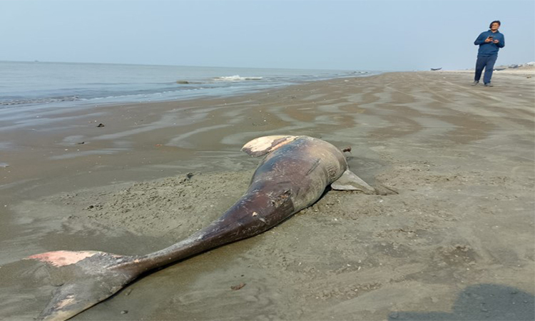 Dead dolphin washes up on Kuakata beach again