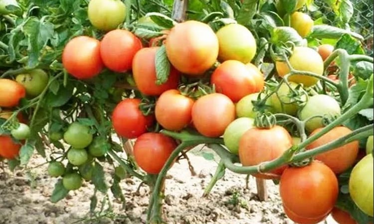 Tomato cultivation emerges as significant economic force in Rajshahi