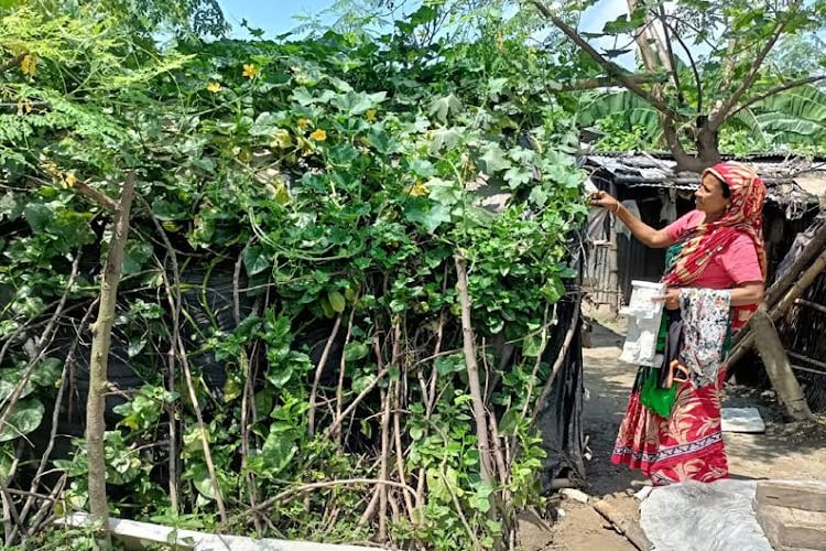 Slum dwellers grow vegetables to boost income in Rajshahi