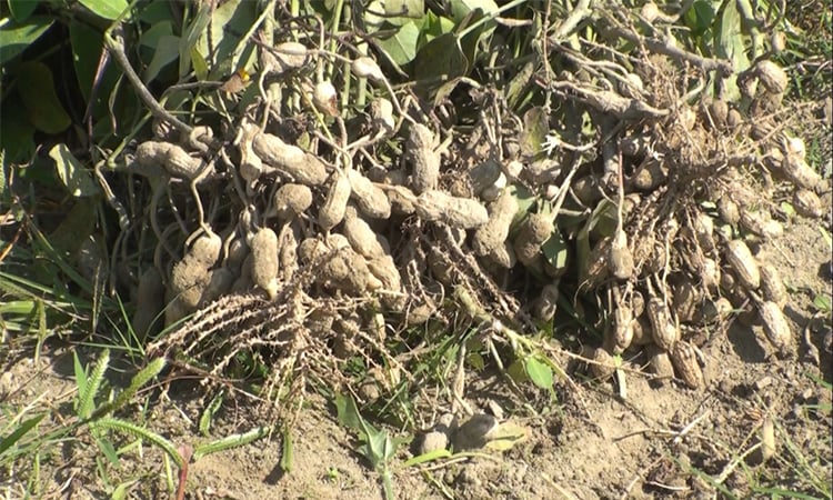 Farmers show interest in groundnut cultivation in Sherpur char 