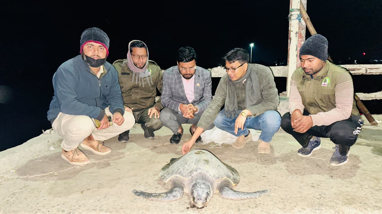 Endangered mother turtle rescued, released into sea