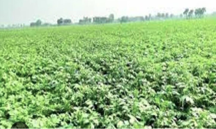 Potato cultivation in full swing in Khulna region, 78pc target achieved