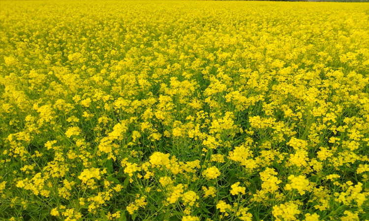 1,08,566 MT of mustard production expected in Manikganj 