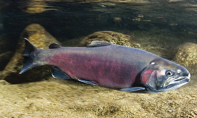 Tire companies face US trial on additive said to kill salmon
