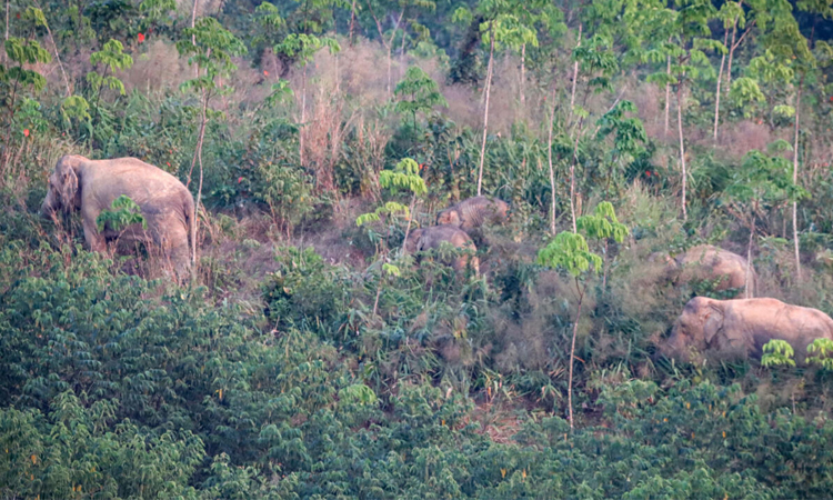 Thailand uses contraceptive vaccine to limit wild elephant births