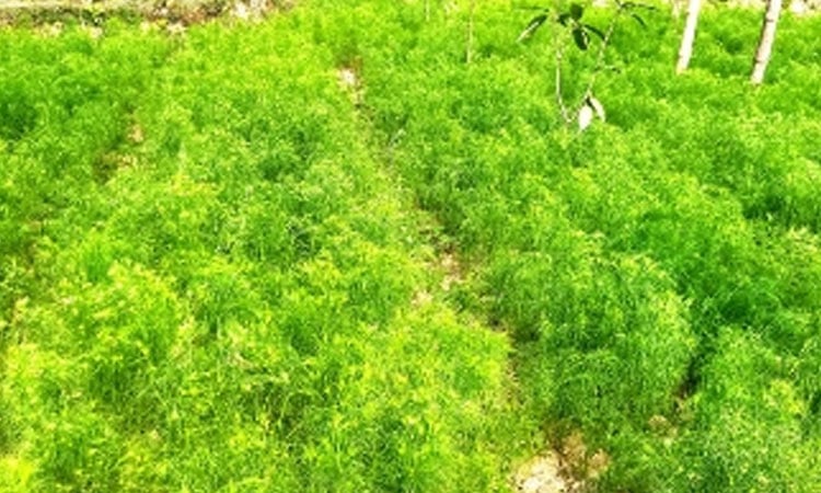 Cumin sways in the fields: Barind farmers weave new dreams