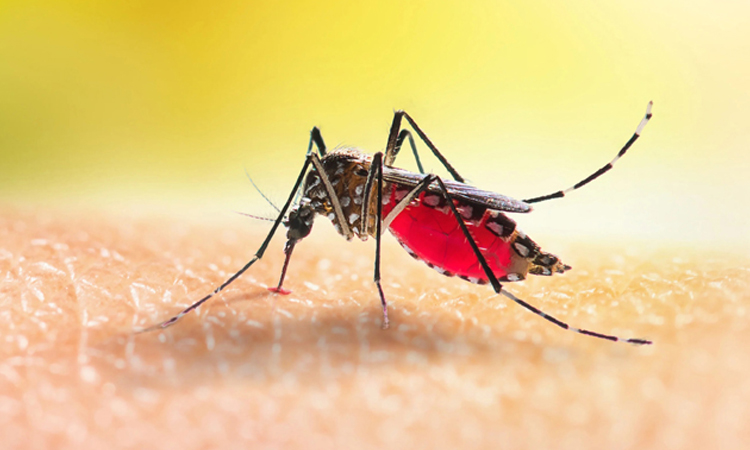 25 more dengue patients hospitalized in 24 hours