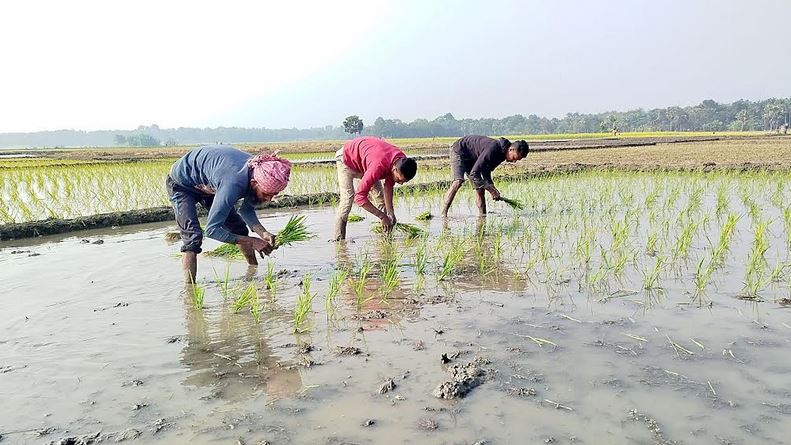 DAE sets Boro rice cultivation target on 50,297 hectares of land in Narail 