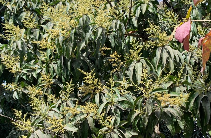 Mango buds signal arrival of Spring in Meherpur