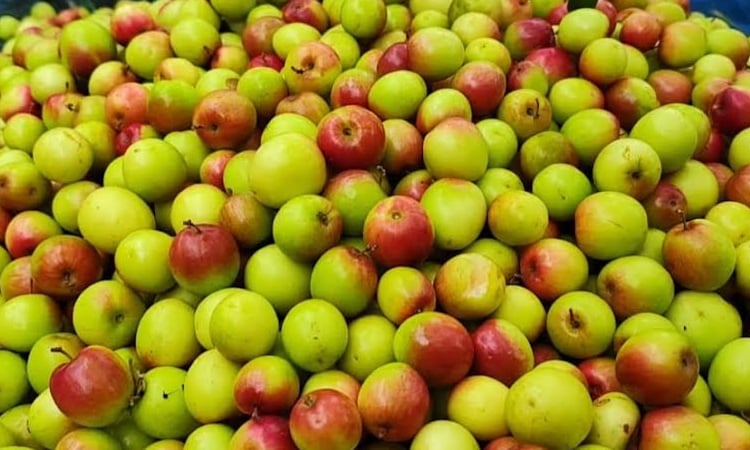 Farmer finds success in Balsundari and Thai plum cultivation in Gopalganj