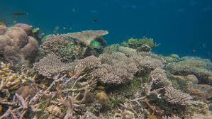 Three-year heatwave bleached half the planet's coral reefs: study