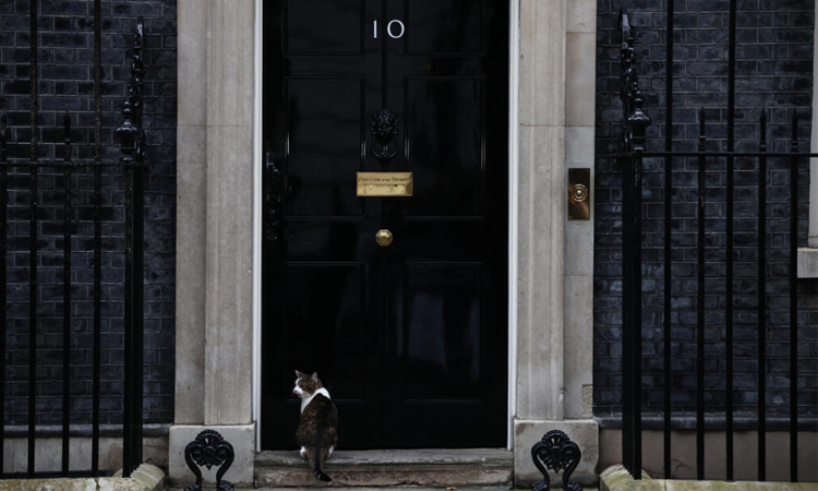 Paw patrol: Larry the cat marks 15 years at 10 Downing Street
