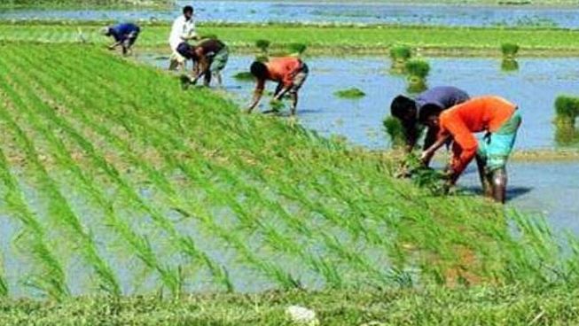 Dinajpur farmers transplant IRRI-Boro seedlings with hopes of bumper harvest