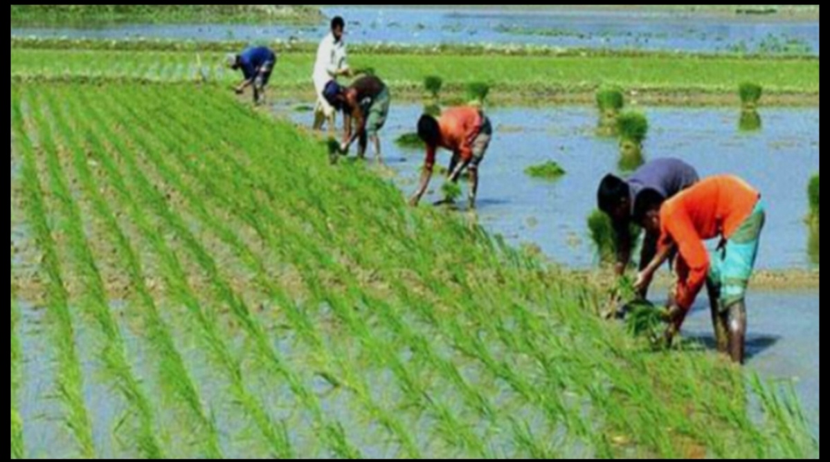 Khulna farmers complete 96pc Boro seedling transplantation